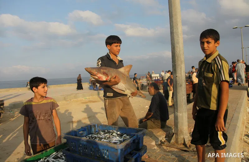A Palestinian boy carries a baby sharks at Gaza's seaport in Gaza City early on August 29, 2014. Israel and Hamas accepted an Egyptian proposal for a long-term ceasefire in war-torn Gaza on August 26 in a move to end 50...