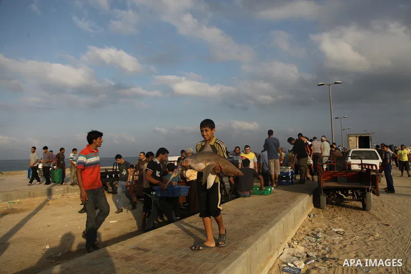 A Palestinian boy carries a baby sharks at Gaza's seaport in Gaza City early on August 29, 2014. Israel and Hamas accepted an Egyptian proposal for a long-term ceasefire in war-torn Gaza on August 26 in a move to end 50...