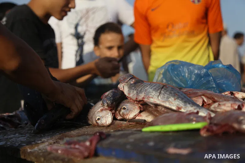 A Palestinian fisherman sells fish at Gaza's seaport in Gaza City early on August 29, 2014. Israel and Hamas accepted an Egyptian proposal for a long-term ceasefire in war-torn Gaza on August 26 in a move to end 50 days...