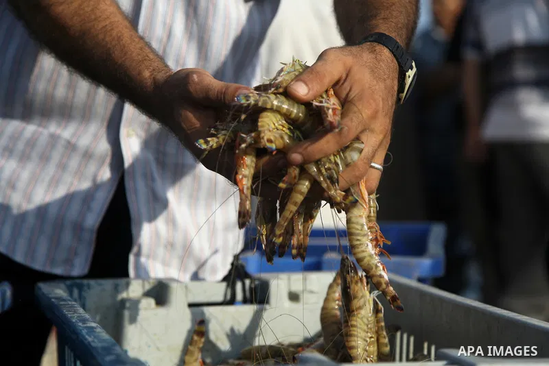 A Palestinian fisherman sells fish at Gaza's seaport in Gaza City early on August 29, 2014. Israel and Hamas accepted an Egyptian proposal for a long-term ceasefire in war-torn Gaza on August 26 in a move to end 50 days...