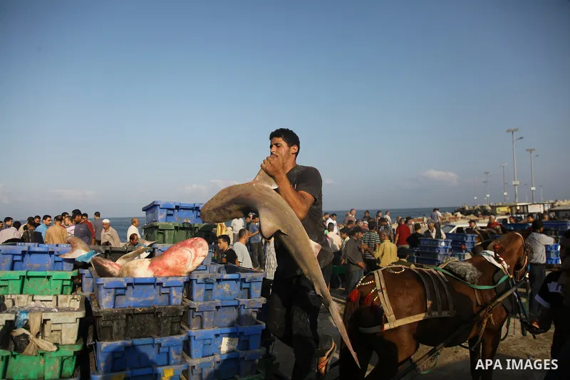 A Palestinian fisherman carries a baby sharks at Gaza's seaport in Gaza City early on August 29, 2014. Israel and Hamas accepted an Egyptian proposal for a long-term ceasefire in war-torn Gaza on August 26 in a move to e...