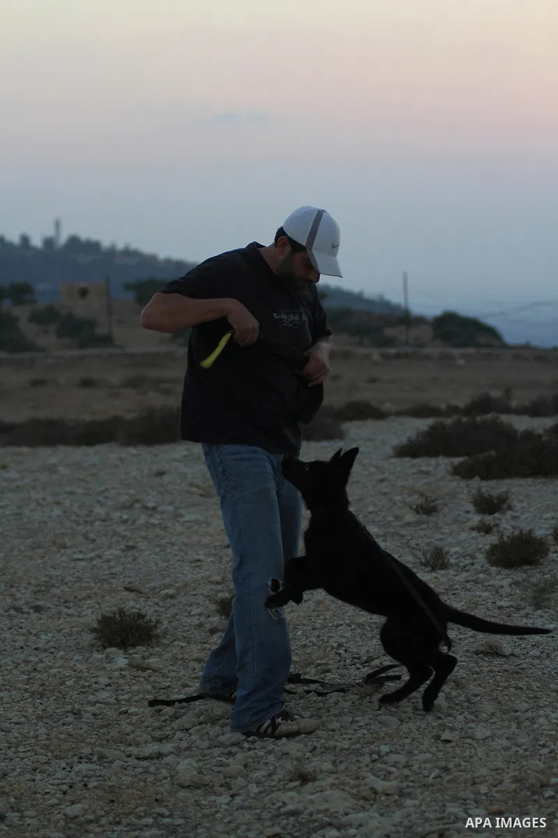 A Palestinian man trains his dog during sunset in the West Bank city of Ramallah on Aug. 29, 2014. Photo by Shadi Hatem