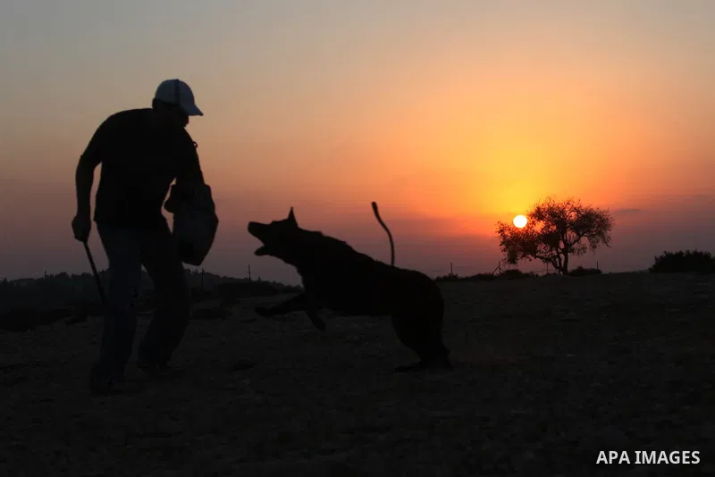 A Palestinian man trains his dog during sunset in the West Bank city of Ramallah on Aug. 29, 2014. Photo by Shadi Hatem