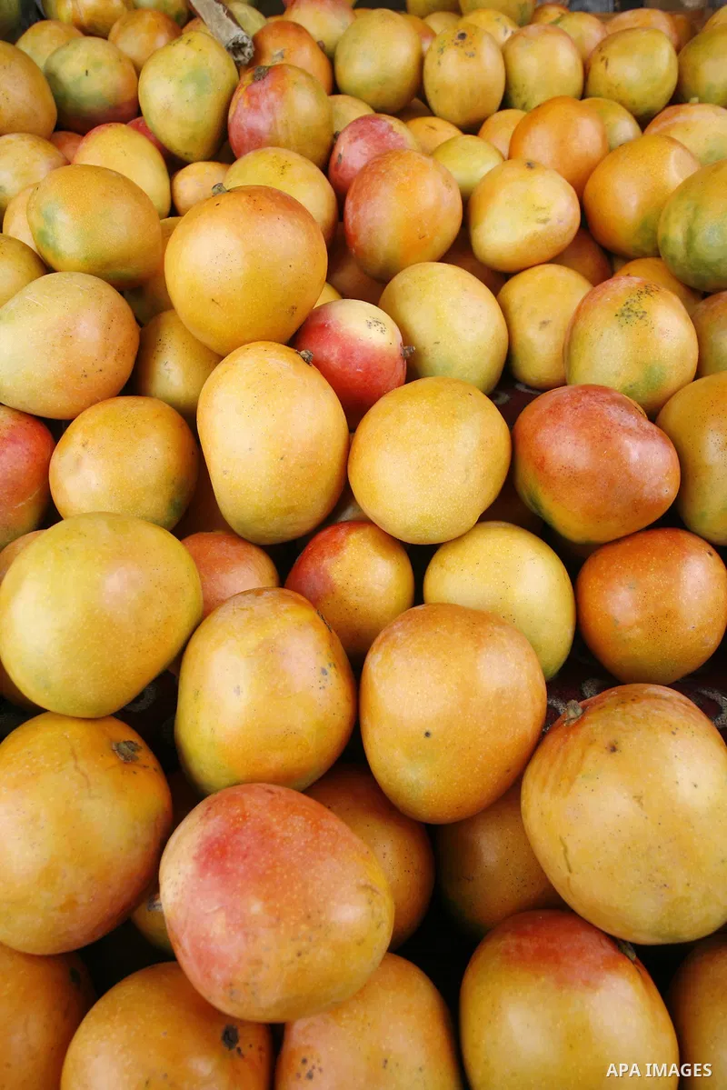 Mangos are seen at a shop in Rafah in the southern Gaza Strip, o n Sep. 01, 2014. Calm returned to the coastal enclave in a August 26 ceasefire, and Gazans were gradually starting to rebuild their lives after a bloody an...