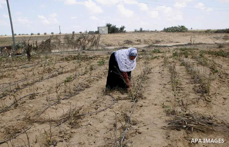 A Palestinian woman inspects her farmland which destroyed during fighting between Hamas militants and Israel near the Israeli Gaza border fence in east of Khan Younis, southern Gaza Strip September 2, 2014. An open-ended...