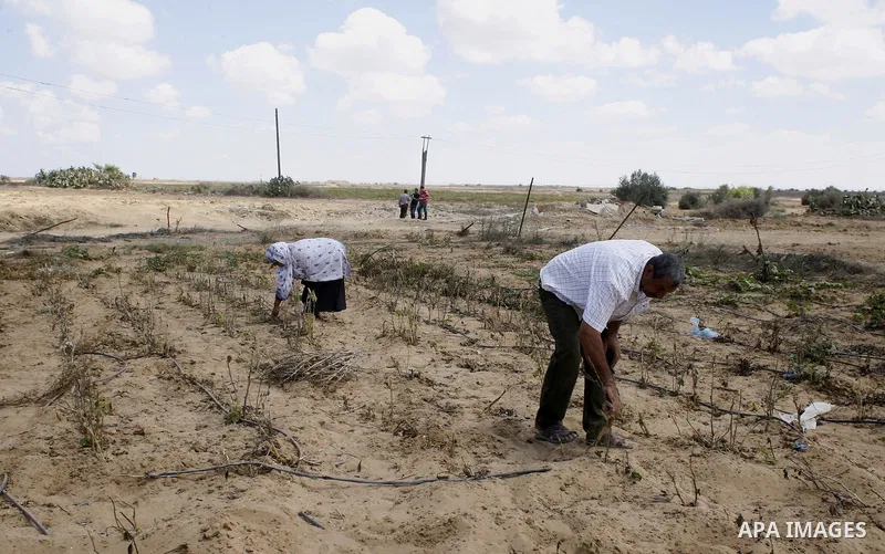 Palestinians inspect their farmland which destroyed during fighting between Hamas militants and Israel near the Israeli Gaza border fence in east of Khan Younis, southern Gaza Strip September 2, 2014. An open-ended cease...