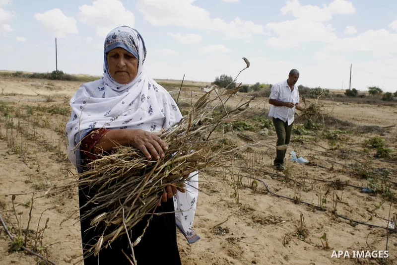 Palestinians inspect their farmland which destroyed during fighting between Hamas militants and Israel near the Israeli Gaza border fence in east of Khan Younis, southern Gaza Strip September 2, 2014. An open-ended cease...
