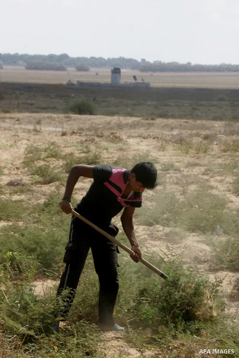 A Palestinian boy inspects his family's farmland which destroyed during fighting between Hamas militants and Israel near the Israeli Gaza border fence in east of Khan Younis, southern Gaza Strip September 2, 2014. An ope...