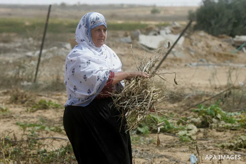 A Palestinian woman inspects her farmland which destroyed during fighting between Hamas militants and Israel near the Israeli Gaza border fence in east of Khan Younis, southern Gaza Strip September 2, 2014. An open-ended...