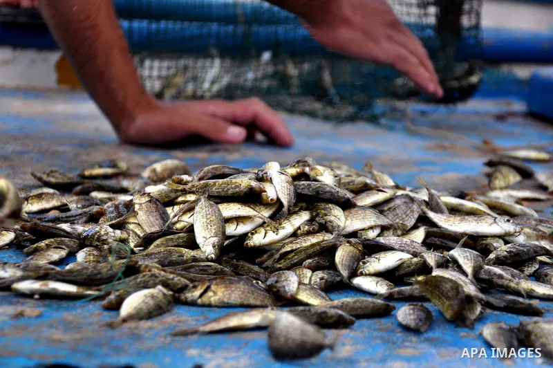 Small fish are strewn on a blue plank at Gaza's seaport in Gaza City on Sep. 06 2014. Israel and Hamas accepted an Egyptian proposal for a long-term ceasefire in war-torn Gaza. Restrictions imposed on Gaza fishermen are...