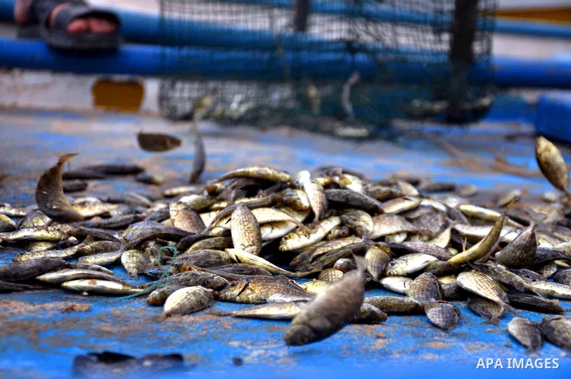 Small fish are strewn on a blue plank at Gaza's seaport in Gaza City on Sep. 06 2014. Israel and Hamas accepted an Egyptian proposal for a long-term ceasefire in war-torn Gaza. Restrictions imposed on Gaza fishermen are...
