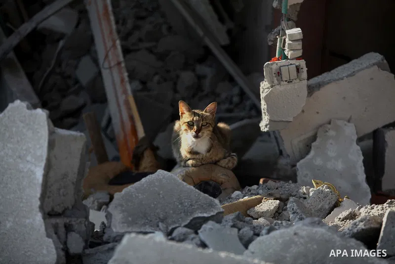 A Cat sits on the rubble of house which destroyed during fighting between Hamas militants and Israel in the center of Gaza strip on September 08, 2014. Calm returned to the coastal enclave in a August 26 ceasefire, and G...