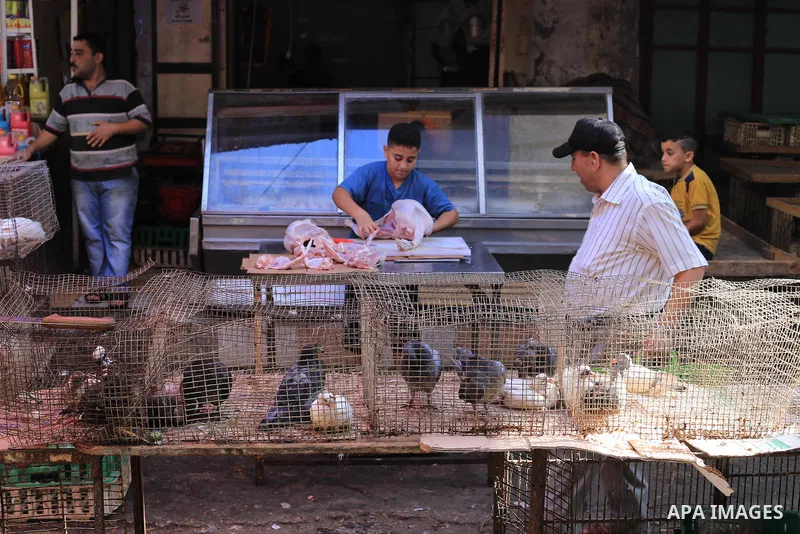 A Palestinian boy cleans chicken meat at a poultry shop in Gaza city on September 12, 2014. The poultry farming industry in Gaza has suffered losses of over $10 million as a result of Israel's seven week offensive on the...