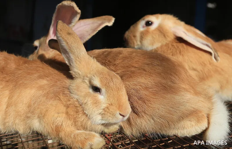 Live rabbits are seen at a poultry shop in Gaza city on September 12, 2014. The poultry farming industry in Gaza has suffered losses of over $10 million as a result of Israel's seven week offensive on the besieged enclav...