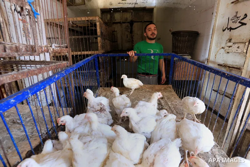 A Palestinian man sells chickens at a poultry shop in Gaza city on September 12, 2014. The poultry farming industry in Gaza has suffered losses of over $10 million as a result of Israel's seven week offensive on the besi...