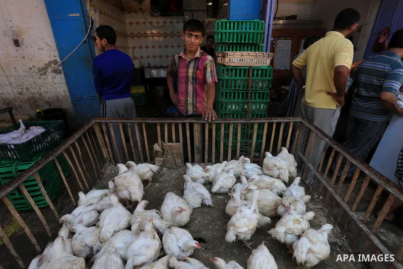 A Palestinian man sells chickens at a poultry shop in Gaza city on September 12, 2014. The poultry farming industry in Gaza has suffered losses of over $10 million as a result of Israel's seven week offensive on the besi...