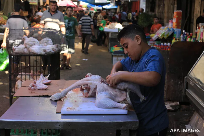 A Palestinian boy cleans chicken meat at a poultry shop in Gaza city on September 12, 2014. The poultry farming industry in Gaza has suffered losses of over $10 million as a result of Israel's seven week offensive on the...