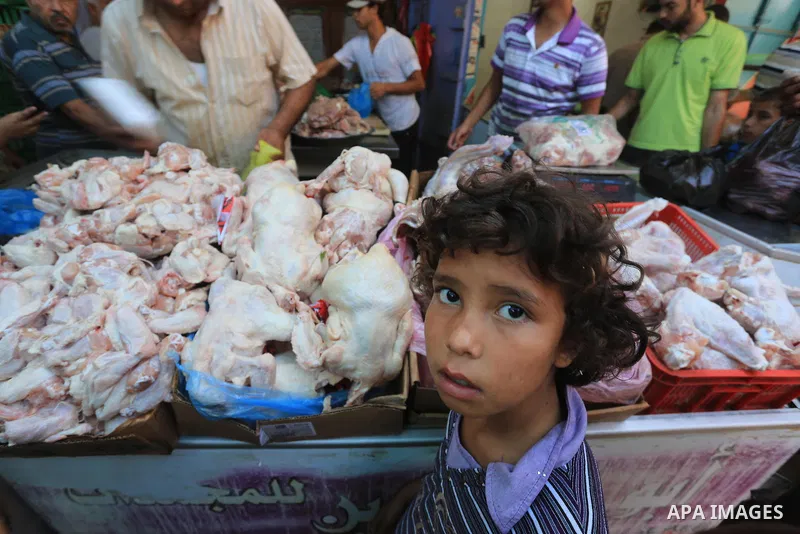 A Palestinian boy stands near slaughtered chickens at a poultry shop in Gaza city on September 12, 2014. The poultry farming industry in Gaza has suffered losses of over $10 million as a result of Israel's seven week off...