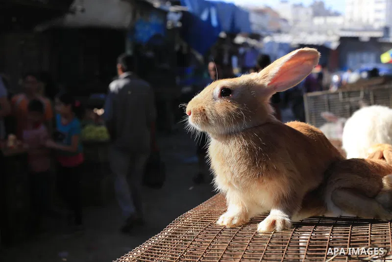 A live rabbit is seen at a poultry shop in Gaza city on September 12, 2014. The poultry farming industry in Gaza has suffered losses of over $10 million as a result of Israel's seven week offensive on the besieged enclav...