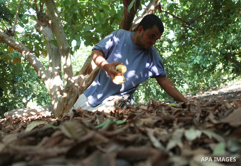 A Palestinian man collects a fruit from guava at the start of the annual harvest season near Habla village in the West Bank city of Qalqilya, on Sept. 17, 2014. Photo by Shadi Hatem