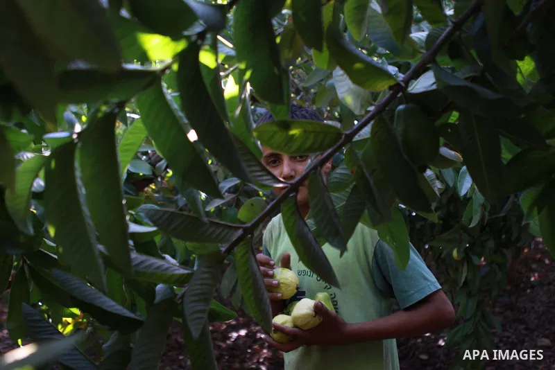 A Palestinian man collects a fruit from guava at the start of the annual harvest season near Habla village in the West Bank city of Qalqilya, on Sept. 17, 2014. Photo by Shadi Hatem