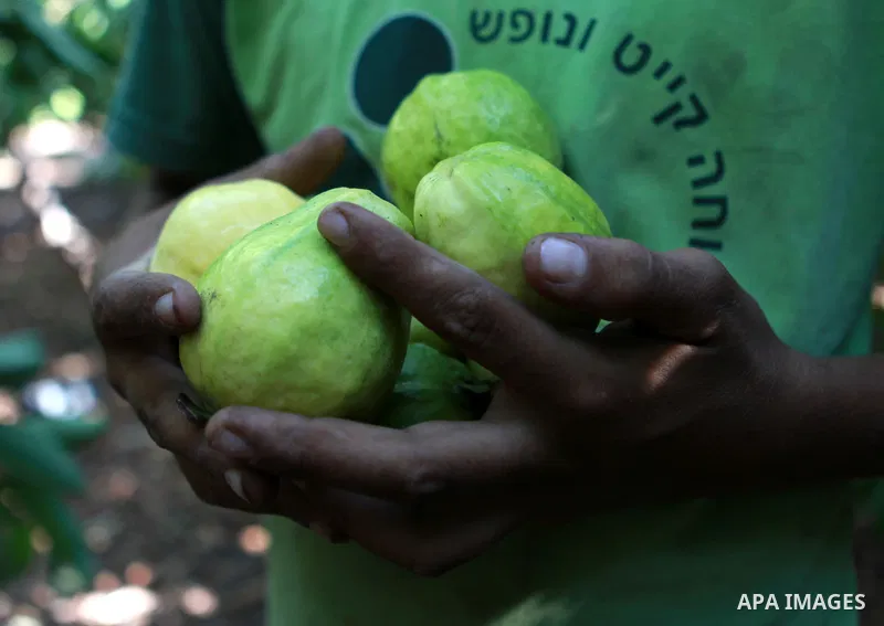 A Palestinian man collects a fruit from guava at the start of the annual harvest season near Habla village in the West Bank city of Qalqilya, on Sept. 17, 2014. Photo by Shadi Hatem
