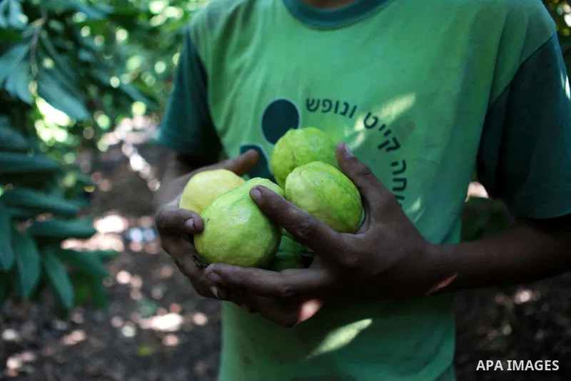 A Palestinian man collects a fruit from guava at the start of the annual harvest season near Habla village in the West Bank city of Qalqilya, on Sept. 17, 2014. Photo by Shadi Hatem