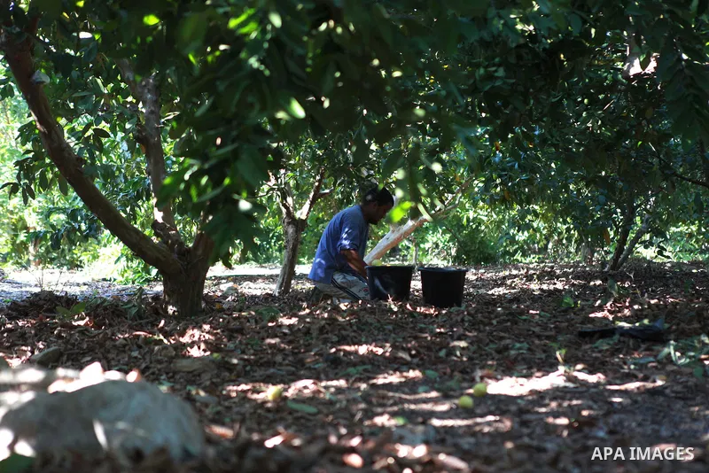 A Palestinian man collects a fruit from guava at the start of the annual harvest season near Habla village in the West Bank city of Qalqilya, on Sept. 17, 2014. Photo by Shadi Hatem
