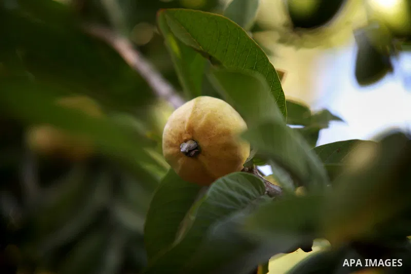 Guava is seen at the start of the annual harvest season near Habla village in the West Bank city of Qalqilya, on Sept. 17, 2014. Photo by Shadi Hatem