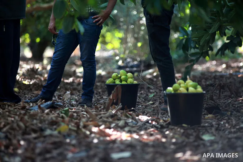 A Palestinian man collects a fruit from guava at the start of the annual harvest season near Habla village in the West Bank city of Qalqilya, on Sept. 17, 2014. Photo by Shadi Hatem