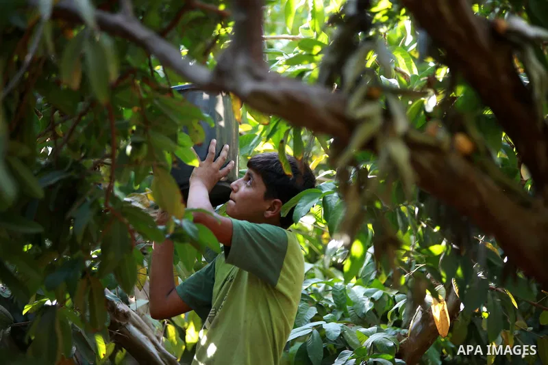 A Palestinian man collects a fruit from guava at the start of the annual harvest season near Habla village in the West Bank city of Qalqilya, on Sept. 17, 2014. Photo by Shadi Hatem