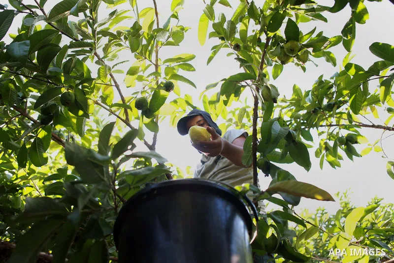 A Palestinian man collects a fruit from guava at the start of the annual harvest season near Habla village in the West Bank city of Qalqilya, on Sept. 17, 2014. Photo by Shadi Hatem