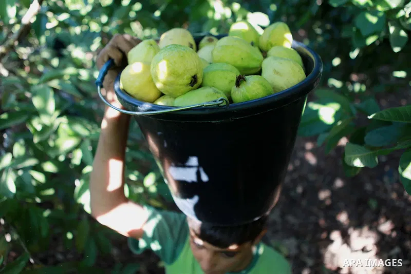 A Palestinian man collects a fruit from guava at the start of the annual harvest season near Habla village in the West Bank city of Qalqilya, on Sept. 17, 2014. Photo by Shadi Hatem
