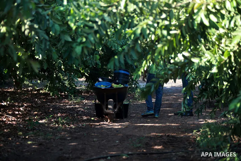 A Palestinian man collects a fruit from guava at the start of the annual harvest season near Habla village in the West Bank city of Qalqilya, on Sept. 17, 2014. Photo by Shadi Hatem