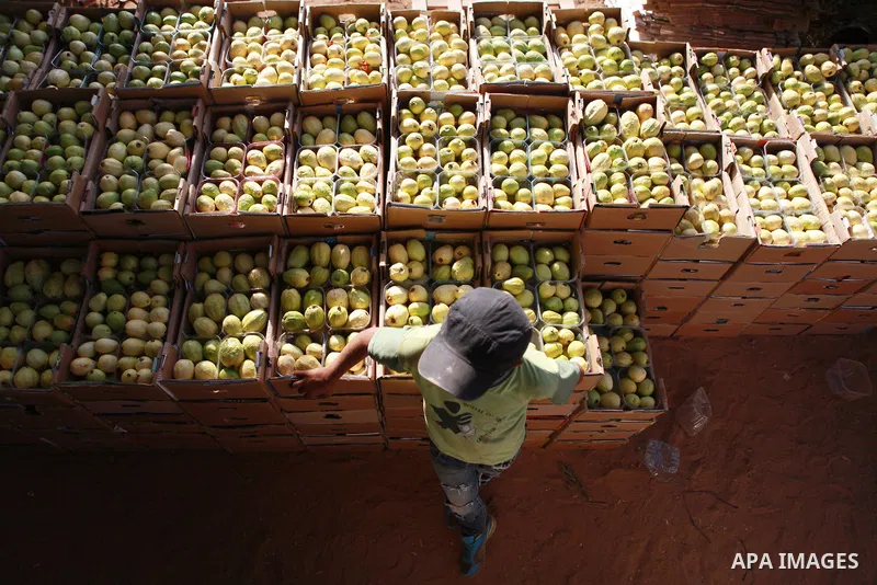 A Palestinian man collects a fruit from guava at the start of the annual harvest season near Habla village in the West Bank city of Qalqilya, on Sept. 17, 2014. Photo by Shadi Hatem