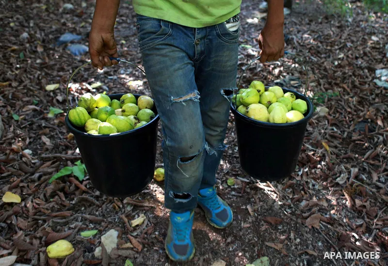 A Palestinian man collects a fruit from guava at the start of the annual harvest season near Habla village in the West Bank city of Qalqilya, on Sept. 17, 2014. Photo by Shadi Hatem