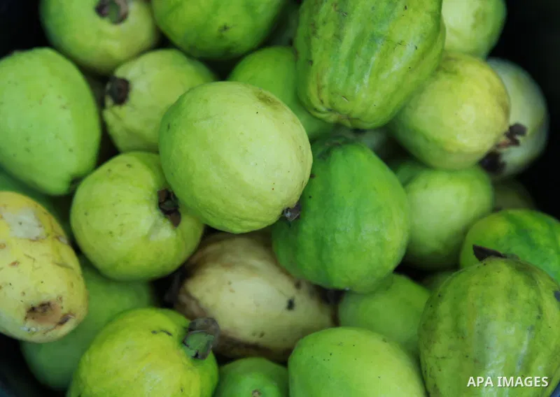 Guava is seen at the start of the annual harvest season near Habla village in the West Bank city of Qalqilya, on Sept. 17, 2014. Photo by Shadi Hatem
