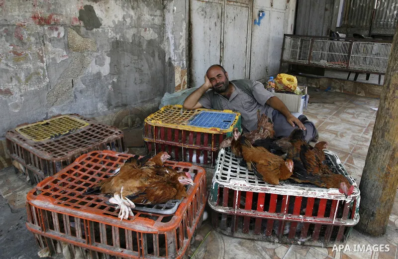 A Palestinian man sells poultry at a street market in Rafah in the southern Gaza Strip on Sept. 17, 2014. An open-ended ceasefire between Israel and Hamas-led Gaza militants, mediated by Egypt, took effect on August 26 a...