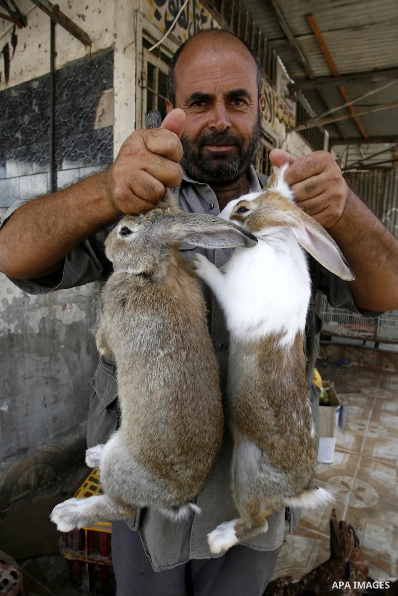 A Palestinian man sells poultry at a street market in Rafah in the southern Gaza Strip on Sept. 17, 2014. An open-ended ceasefire between Israel and Hamas-led Gaza militants, mediated by Egypt, took effect on August 26 a...