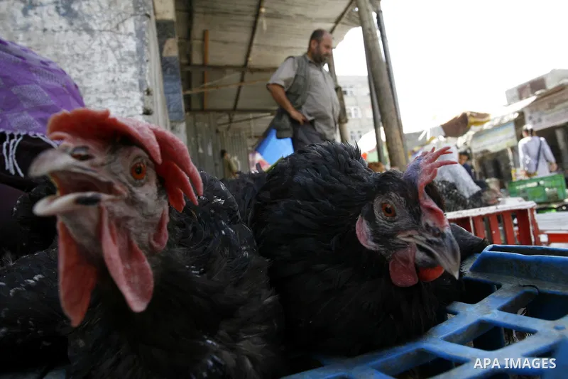 A Palestinian man sells poultry at a street market in Rafah in the southern Gaza Strip on Sept. 17, 2014. An open-ended ceasefire between Israel and Hamas-led Gaza militants, mediated by Egypt, took effect on August 26 a...