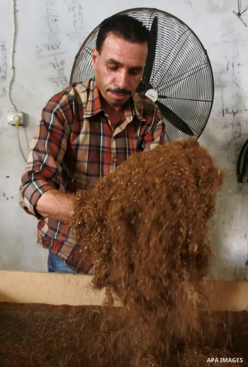 A Palestinian worker dries tobacco leaves in a workshop in the West Bank village of Ya'abad near Jenin September 22, 2014. Palestinian farmers sow tobacco sprouts in the rocky earth of the northern West Bank, reaping a h...