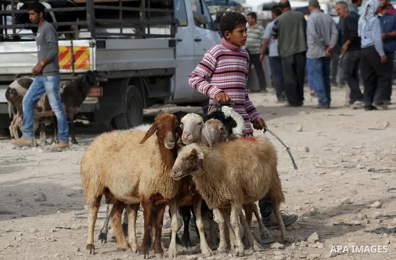 A Palestinian shepherd display their sheep for sale at a market in preparation for the Eid al-Adha festival in the West Bank city of Nablus, Sept. 29, 2014. Muslims worldwide are celebrating Eid al-Adha, or Feast of the...