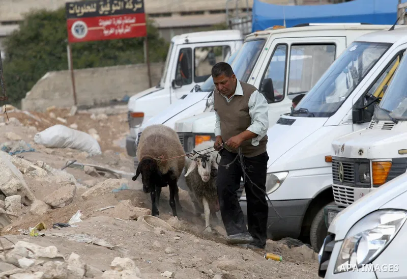 A Palestinian shepherd display their sheep for sale at a market in preparation for the Eid al-Adha festival in the West Bank city of Nablus, Sept. 29, 2014. Muslims worldwide are celebrating Eid al-Adha, or Feast of the...