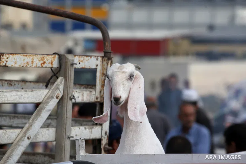 Palestinians gather around goats and sheep for sale at a market in preparation for the Eid al-Adha festival in the West Bank city of Nablus, Sept. 29, 2014. Muslims worldwide are celebrating Eid al-Adha, or Feast of the...