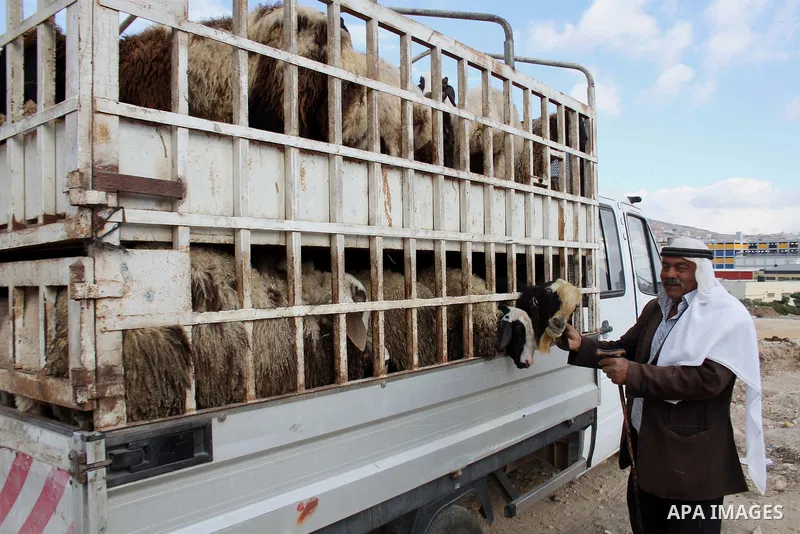 A Palestinian shepherd display their sheep for sale at a market in preparation for the Eid al-Adha festival in the West Bank city of Nablus, Sept. 29, 2014. Muslims worldwide are celebrating Eid al-Adha, or Feast of the...