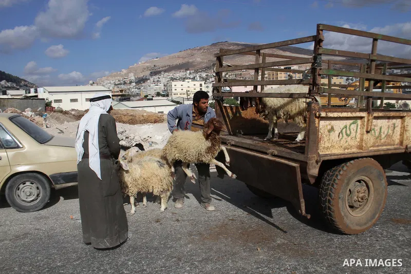 Palestinians gather around goats and sheep for sale at a market in preparation for the Eid al-Adha festival in the West Bank city of Nablus, Sept. 29, 2014. Muslims worldwide are celebrating Eid al-Adha, or Feast of the...