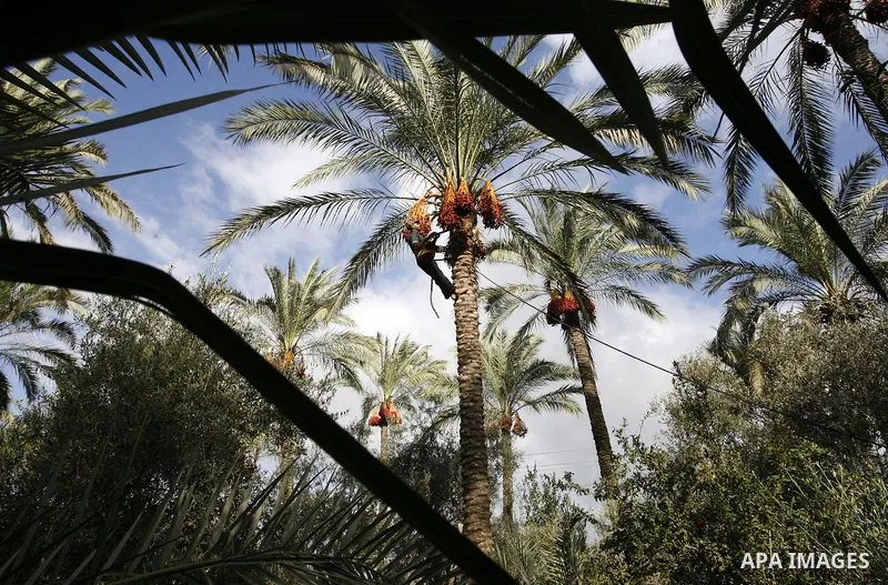 A Palestinian worker collects bundles of dates harvested from a palm trees during the annual harvest in Khan Younis in the southern Gaza Strip, on September 29, 2014. Photo by Abed Rahim Khatib