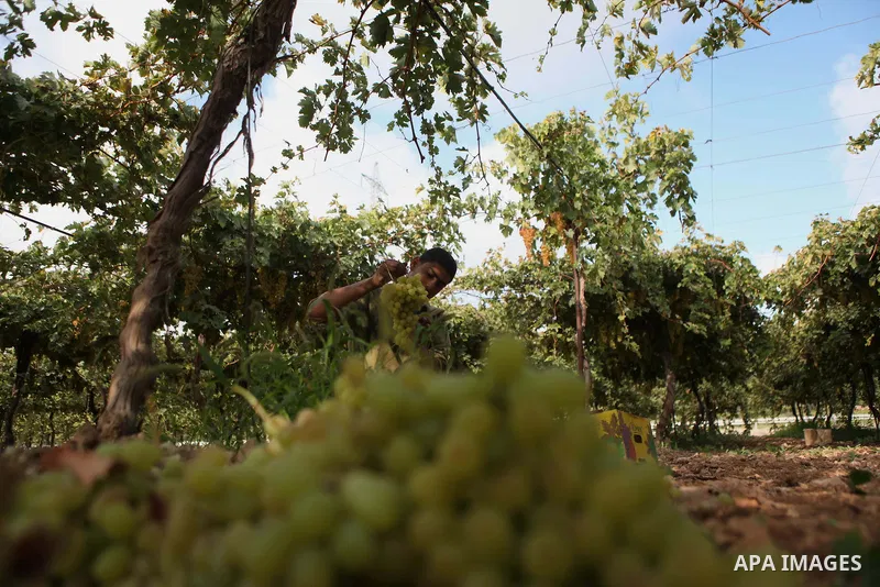 A Palestinian farmer harvests grapes in his field near the West Bank city of Hebron, Sept. 29, 2014. Hebron is famous for its quality grape production and its lush vineyards. Photo by Mamoun Wazwaz