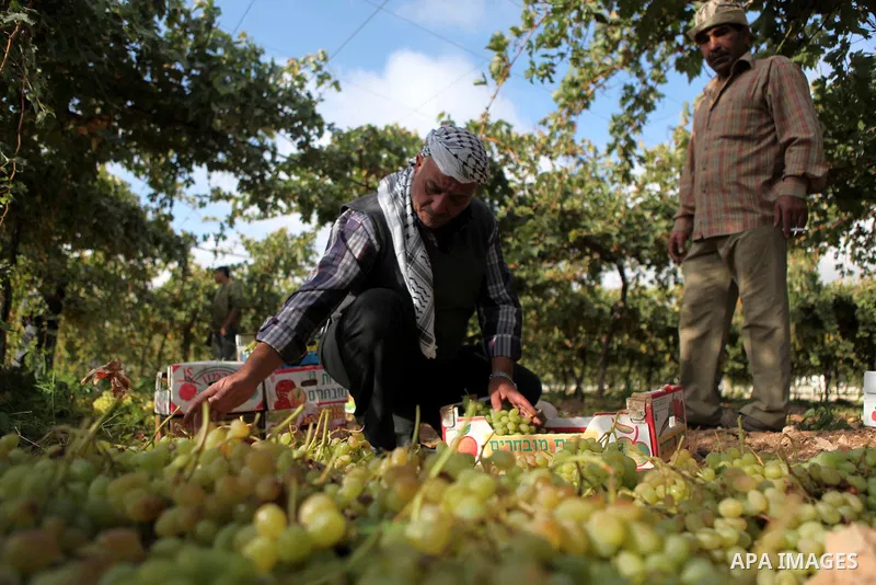 A Palestinian farmer sorts out grapes in the field near the West Bank city of Hebron, Sept. 29, 2014. Hebron is famous for its quality grape production and its lush vineyards. Photo by Mamoun Wazwaz