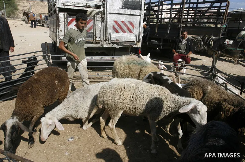 Palestinians gather at a livestock market, days before the major Muslim festival of Eid al-Adha, in Khan Younis in the southern Gaza Strip on October 1, 2014. During the first week of October, Muslims across the world wi...